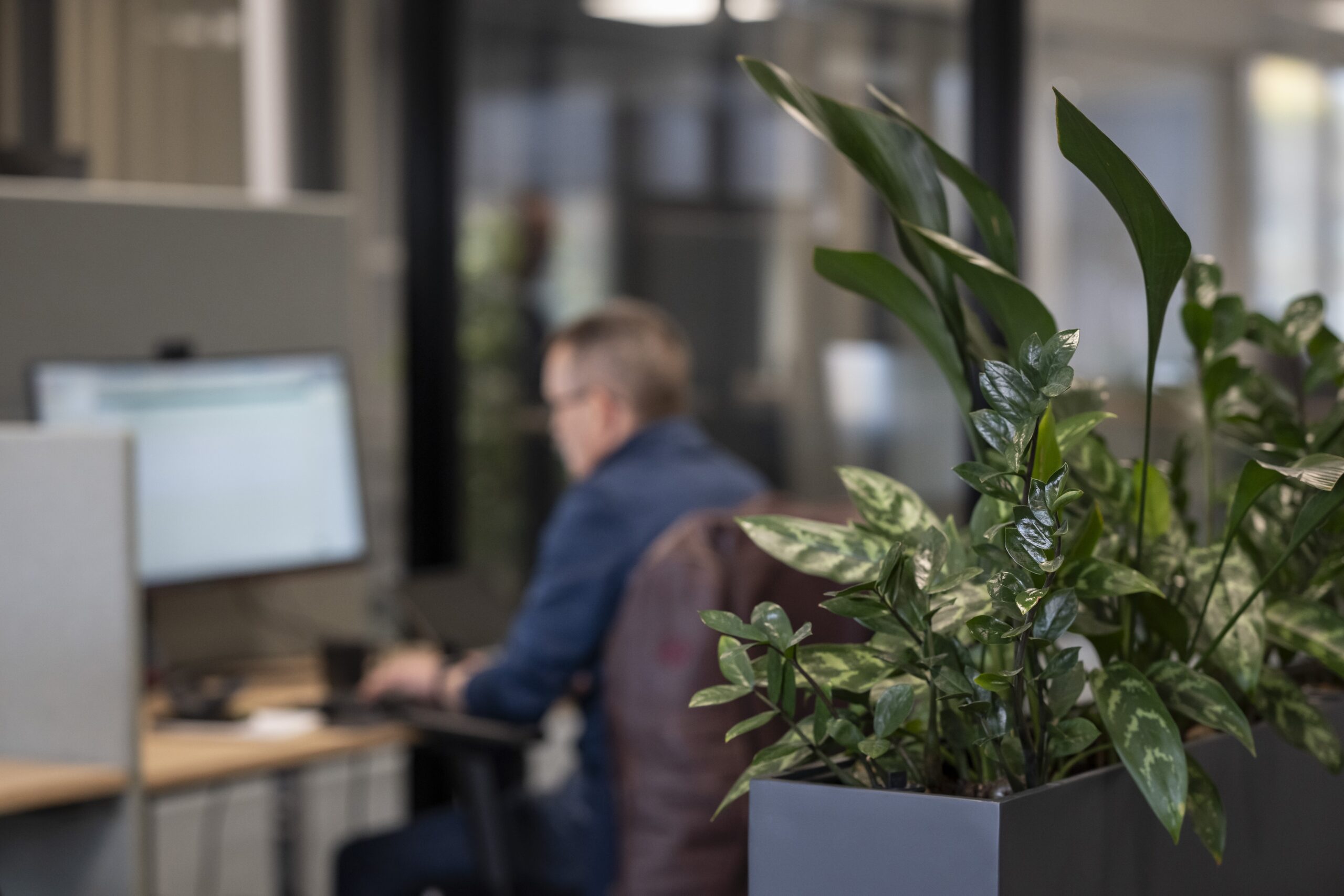 Plante i forgrunnen, uklart motiv av mann som jobber på datamaskin i bakgrunn.